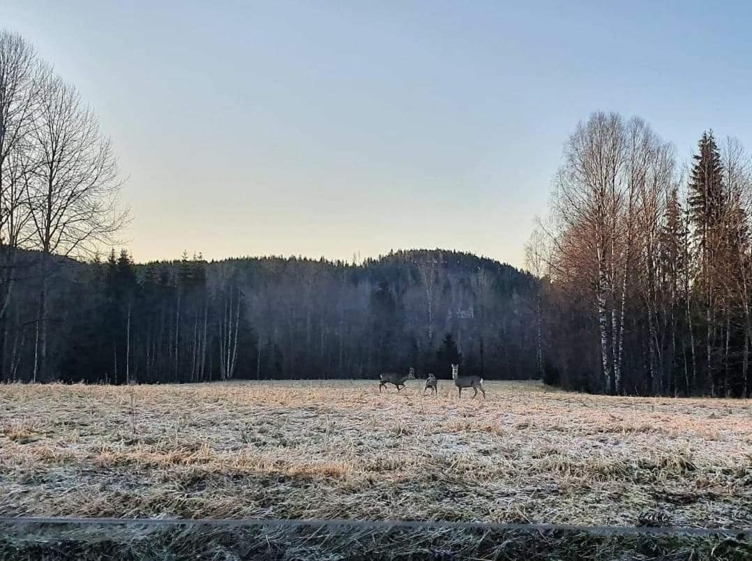 Mysig Timmerstuga Med Braskamin Naera Hovfjaellet Torsby Kültér fotó
